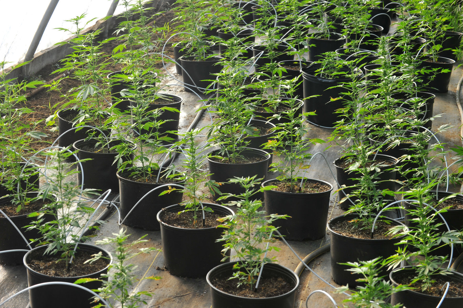120520-qc-nws-hemp-139